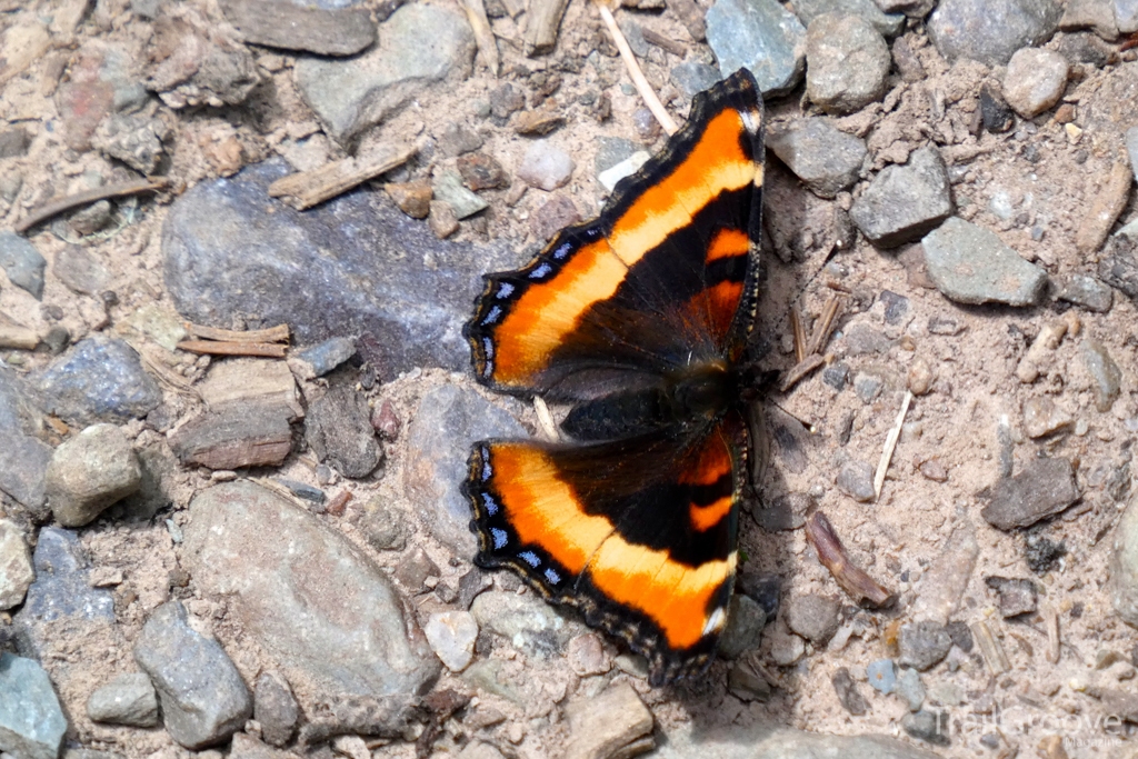 Observing Nature of the Trail