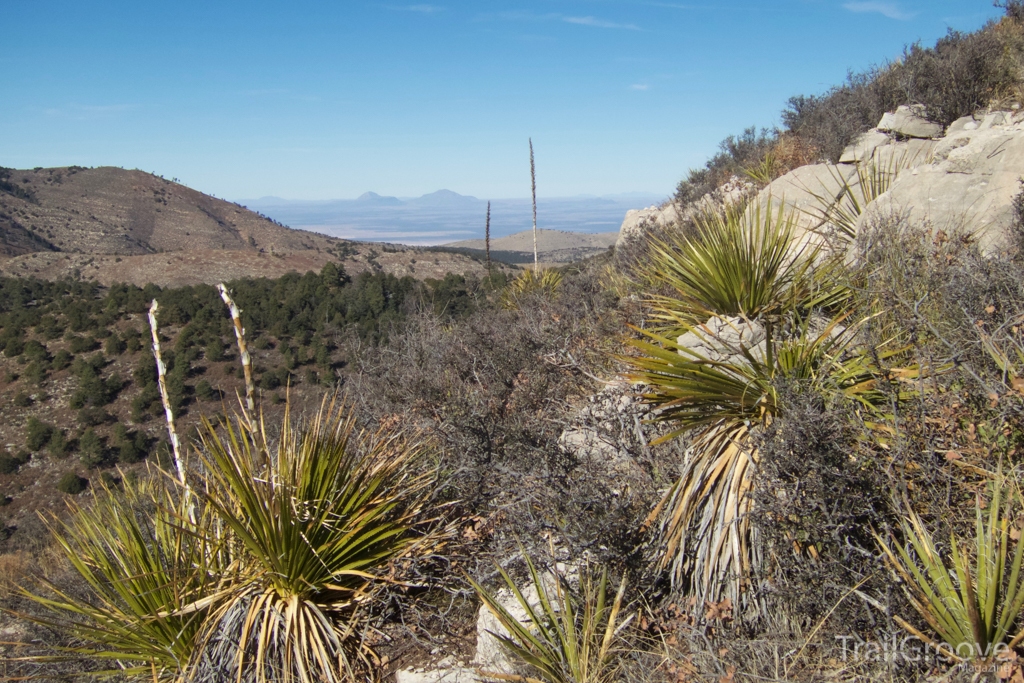 Yuccas and Pines - Hiking in Guadalupe Mountains National Park