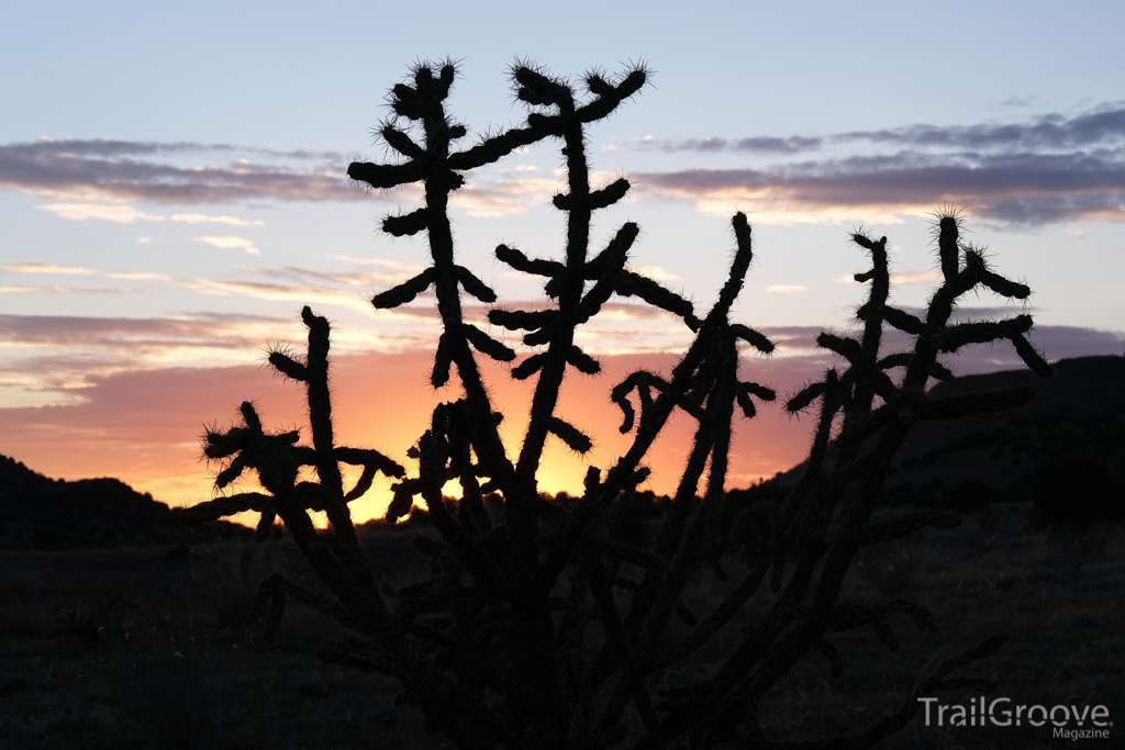 Cholla Cactus - Black Mesa Oklahoma