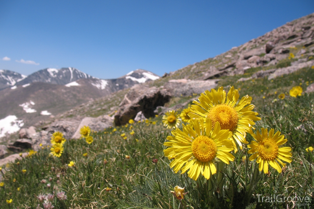 Hiking and Backpacking During Wildflower Season