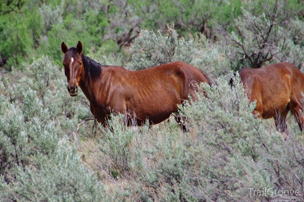 Unbranded The American West on Horseback