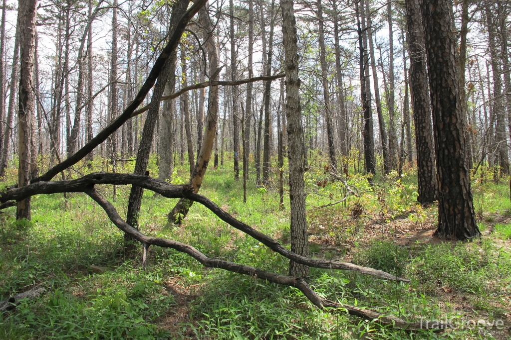 The Ouachita Trail in Oklahoma and Arkansas