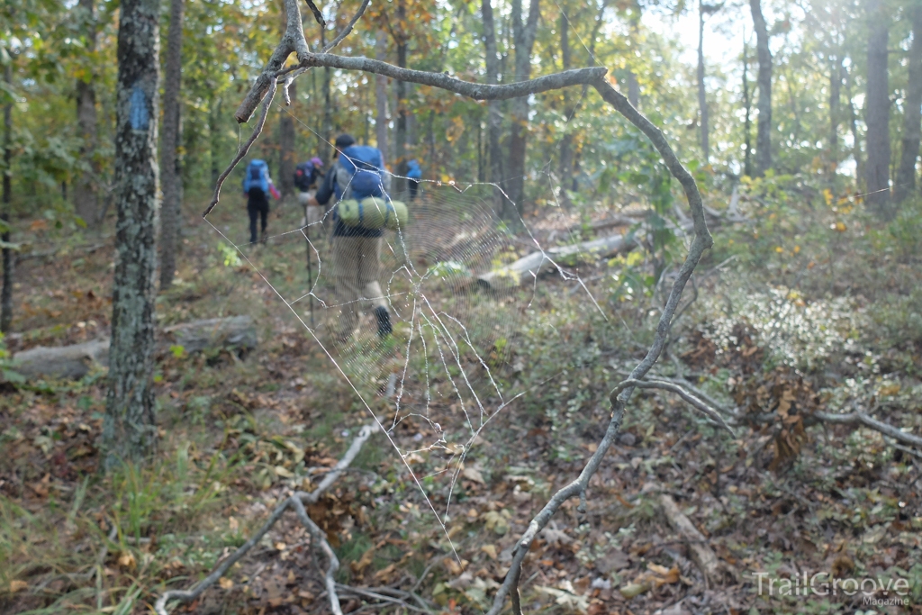 Spiderwebs Along the Ouachita Trail