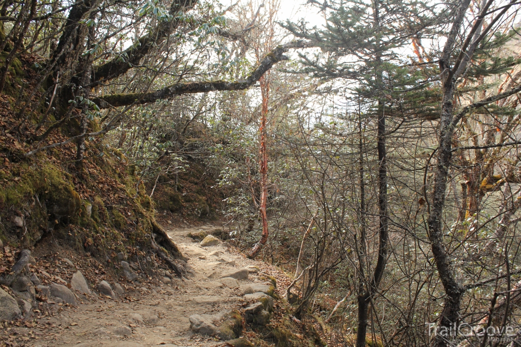 A Rhododendron Forest Near Deboche