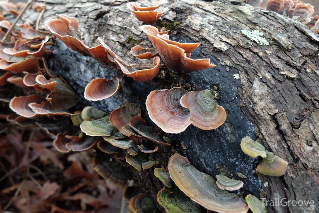 The wet environment of the Ouachita National Forest produces interesting fungus on fallen trees.