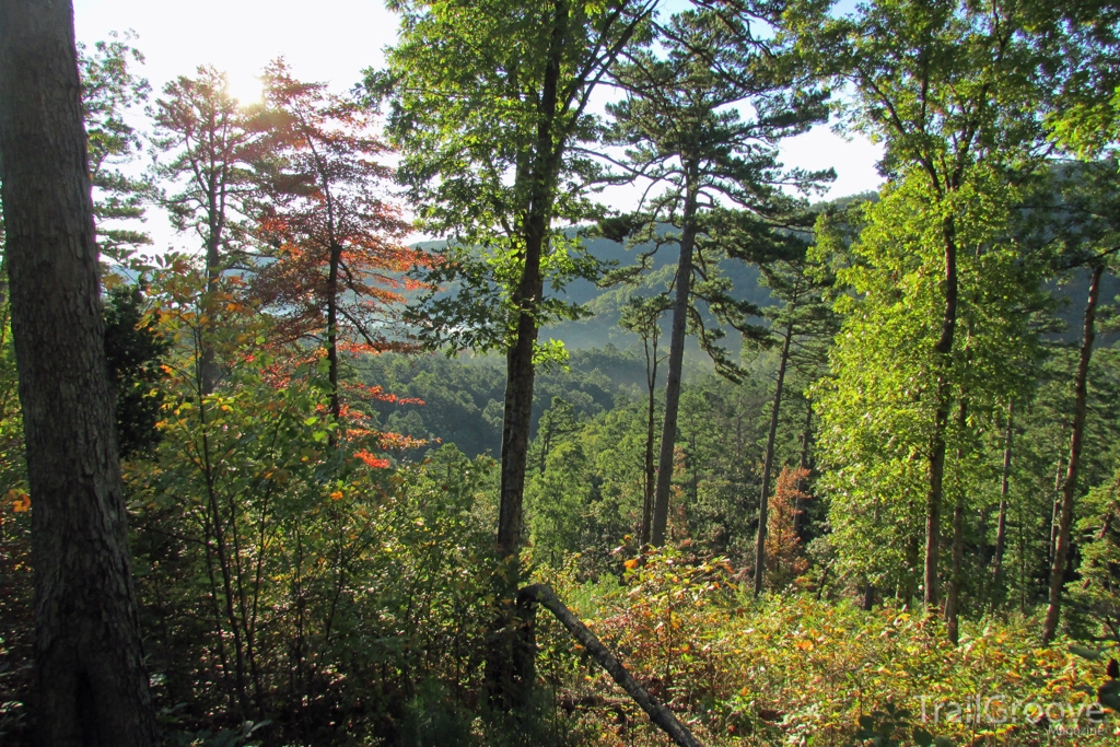 Forest along the Eagle Rock Loop