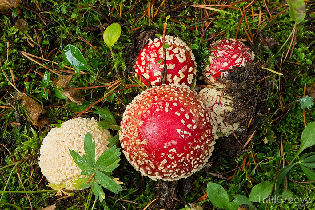 Tips for Photographing Mushrooms - The Flowers of Fall