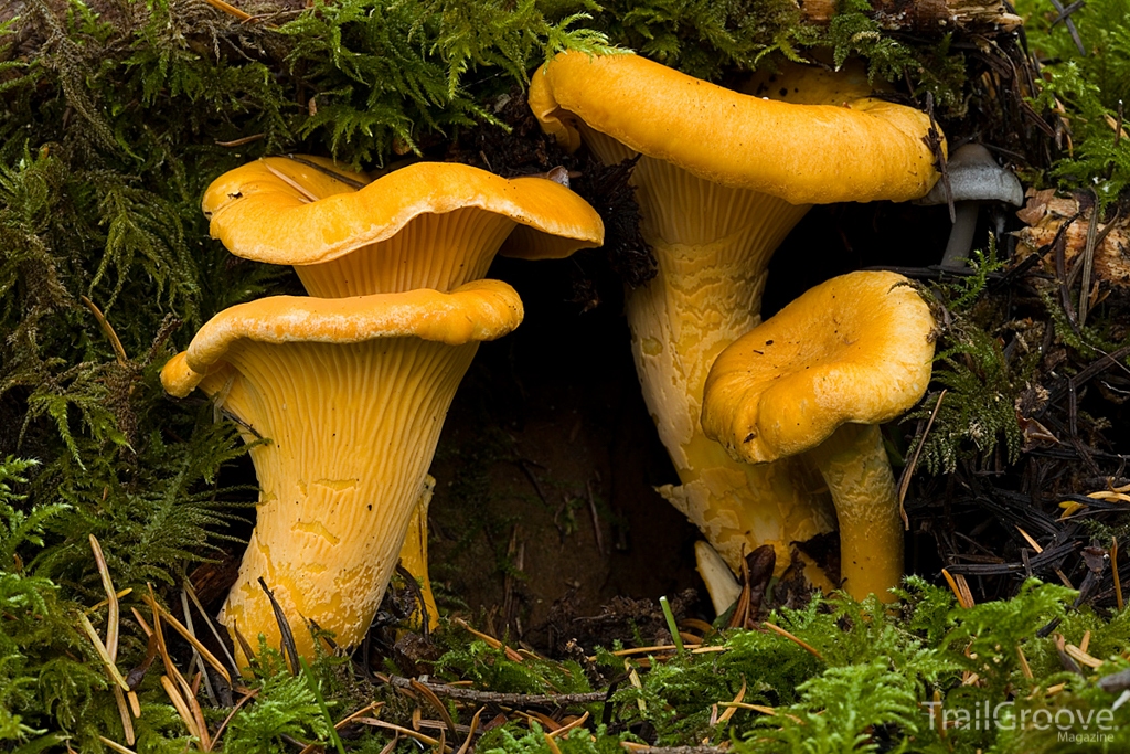 Mushroom Photography Tips