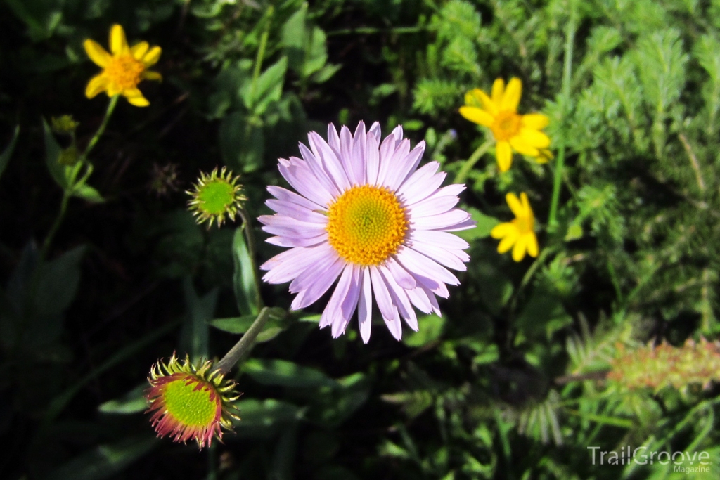 Jasper Wildflowers