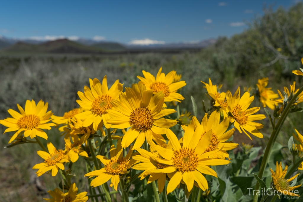 Craters of the Moon Wildflowers