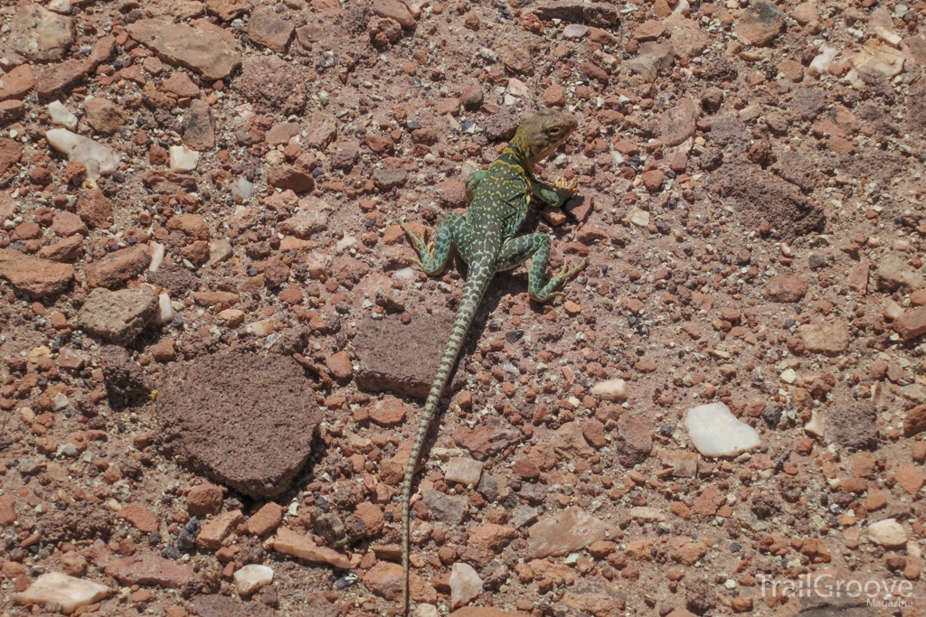 A Green-Collared Lizard - Backpacking  the Black Ridge Canyons Wilderness