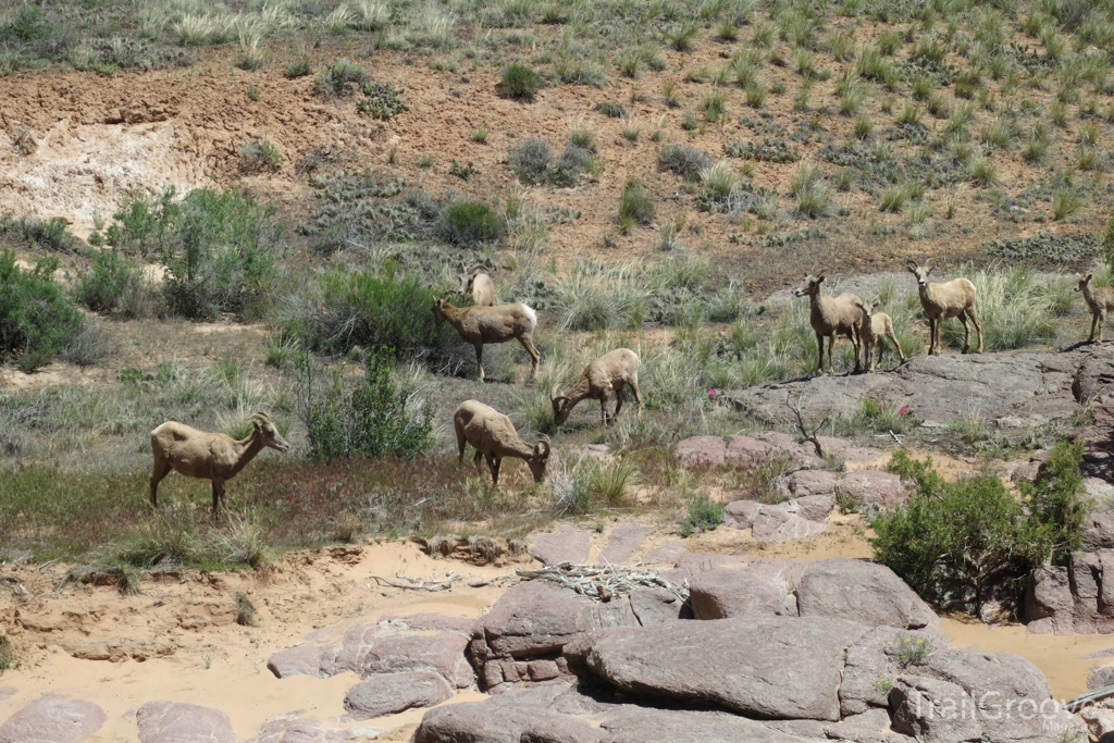 Bighorn Sheep, Black Ridge Canyons Wilderness