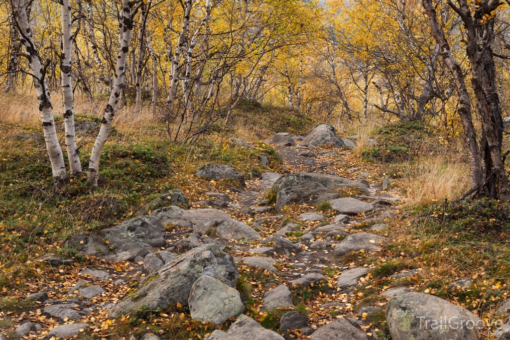 Forest and Rock along the Kungsleden