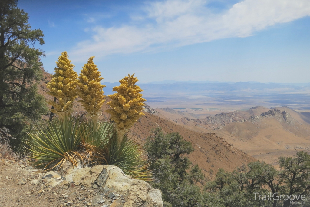 Pacific Crest Trail - Owens Peak Wilderness