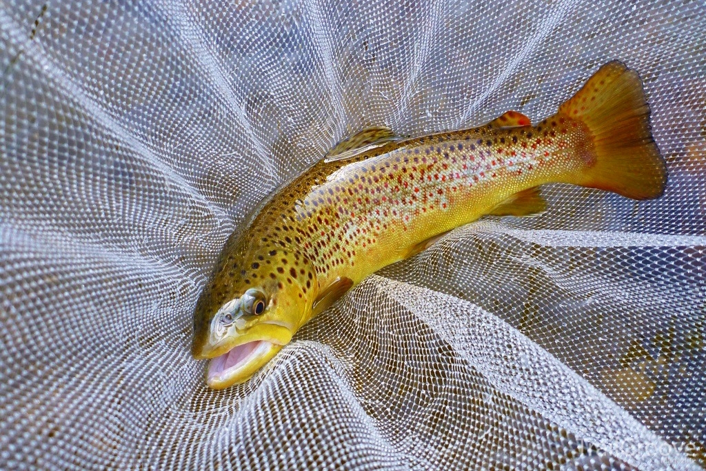 Tenaraka Fishing for Trout