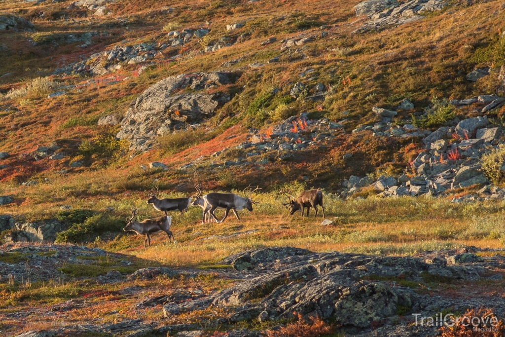 Wildlife along the Kungsleden