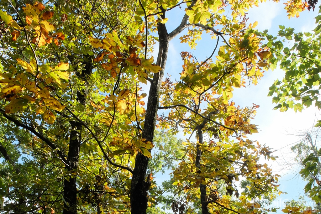 Hiking the Ouachita Trail in Late October