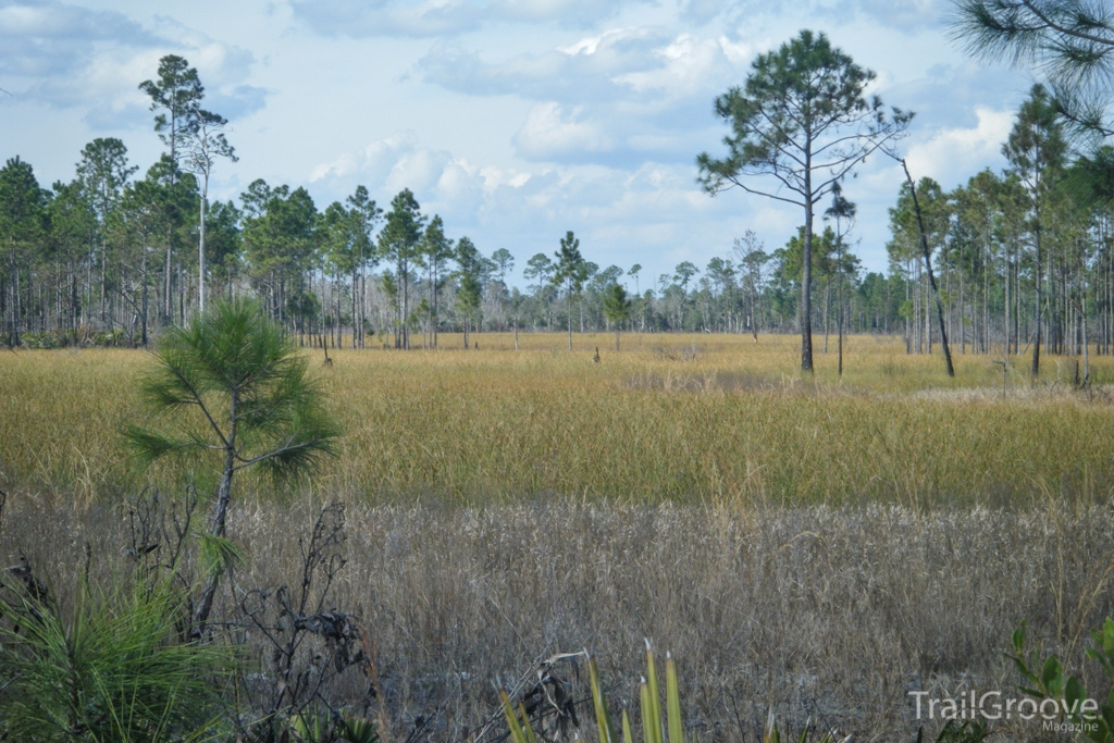 A Hike on the Florida Trail