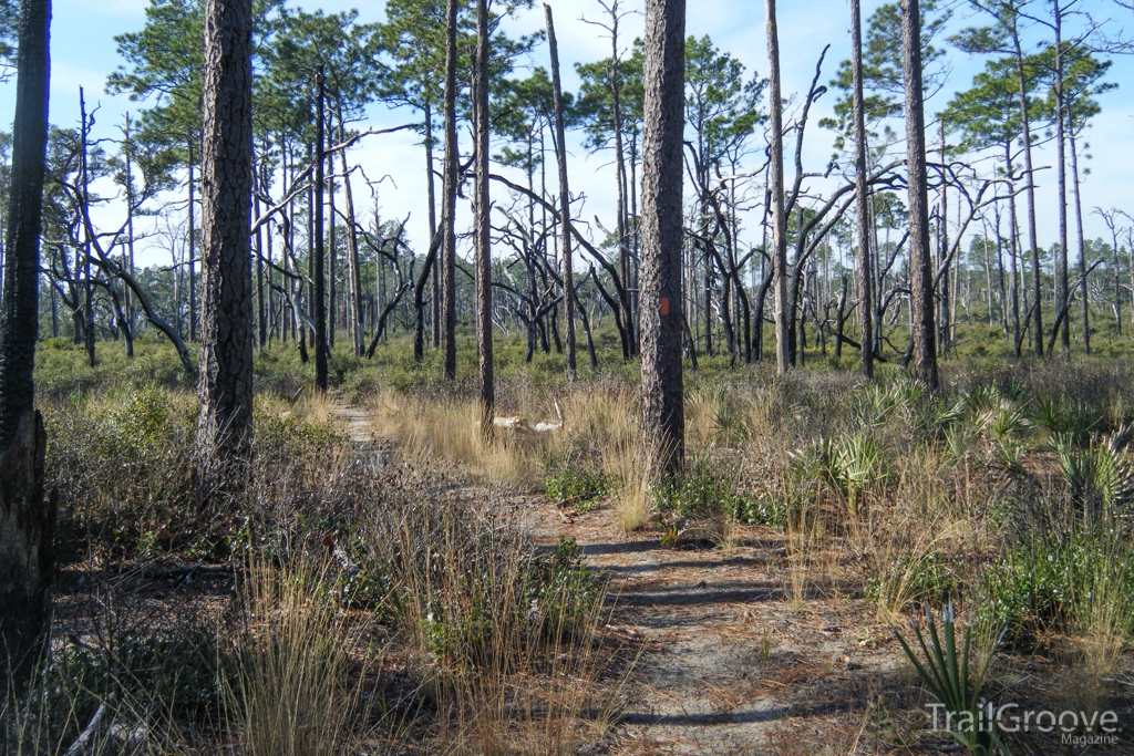 Hiking on the Florida Trail in the Juniper Prairie Wilderness