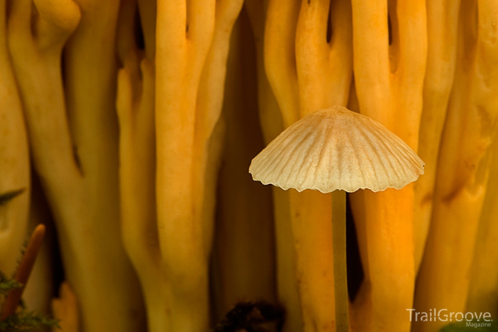 Photographing Mushrooms